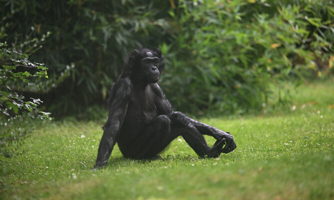 Bonobo (5)