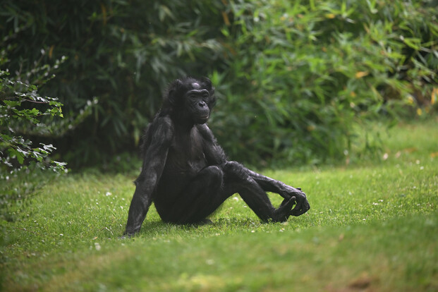 Erwachsener Bonobo sitzt mit einem Jungtier im Arm auf grünem, lichtdurchflutetem Gras.