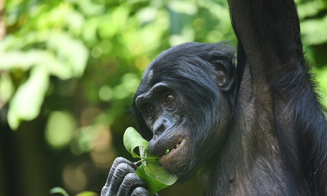 Bonobo mit schwarzem Fell hält ein grünes Blatt im Maul und hebt einen Arm, Nahaufnahme vor unscharfem Hintergrund.