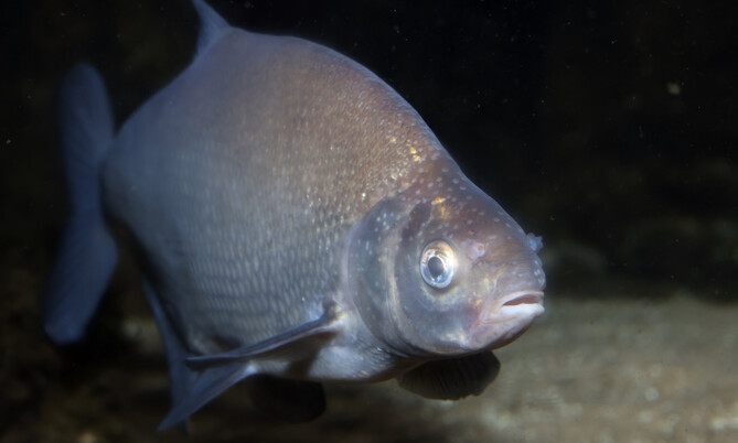 Nahaufnahme eines rundlichen Fisches mit silbrig glänzender Haut und großen Augen vor dunklem Hintergrund