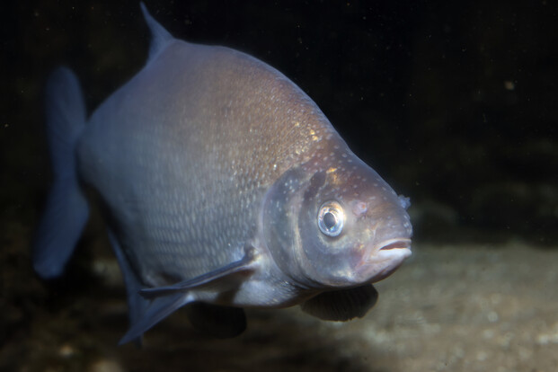 Nahaufnahme eines rundlichen Fisches mit silbrig glänzender Haut und großen Augen vor dunklem Hintergrund