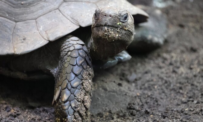 braune_landschildkroete_1