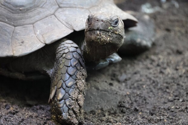 Braune Landschildkröte mit erdverschmutztem Kopf und Vorderbein auf dunklem Boden, Panzer im Anschnitt sichtbar.