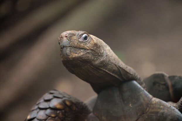 Braune Landschildkröte mit rauer Haut und Panzer aus der Nähe fotografiert, Kopf nach oben gerichtet.