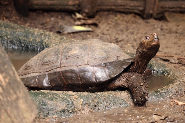 Braune Landschildkröte mit glattem Panzer auf feuchtem Erdboden, Kopf und Bein ausgestreckt.