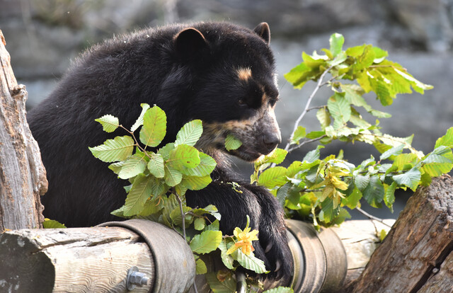 Brillenbär mit schwarzem Fell frisst grüne Blätter auf einem dicken Baumstamm.