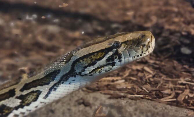 burmapython