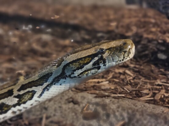 Nahaufnahme eines Burmapython-Kopfes mit charakteristischer braun-schwarz-beiger Schuppenzeichnung.