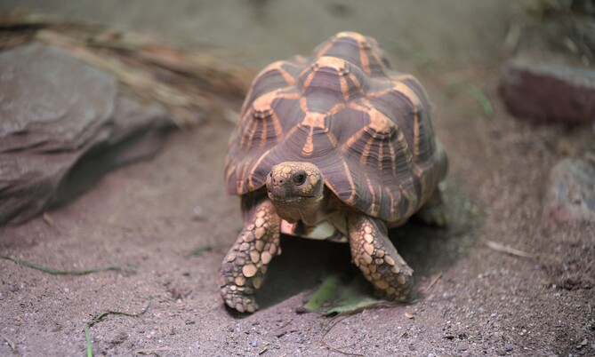 Burmesische Sternschildkröte (5)