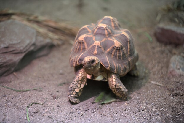 Burmesische Sternschildkröte mit markanter, gelb-schwarzer Panzerzeichnung auf trockenem dunklem Grund.