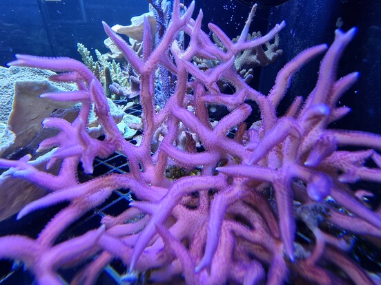 Nahaufnahme von violetter Buschkoralle mit verzweigten, fingerartigen Ästen unter Wasser.