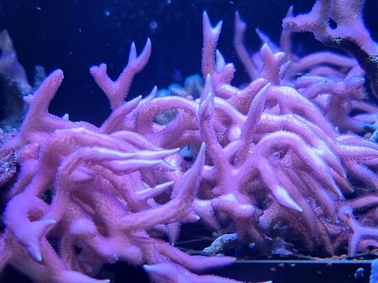 Nahaufnahme von violetter Buschkoralle mit verzweigten, fingerartigen Ästen unter Wasser.