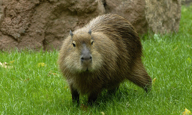 Capybara 1