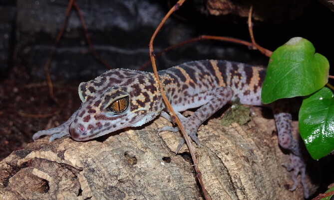 Cat Ba Tigergecko, Goniurosaurus catbaensis