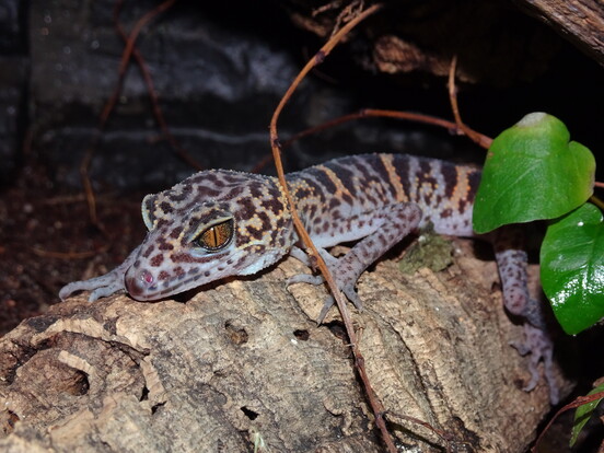 Cat-Ba-Tigergecko mit braun-beigem, geflecktem Muster auf einem Baumstamm, großes Auge, im Vordergrund grünes Blatt.