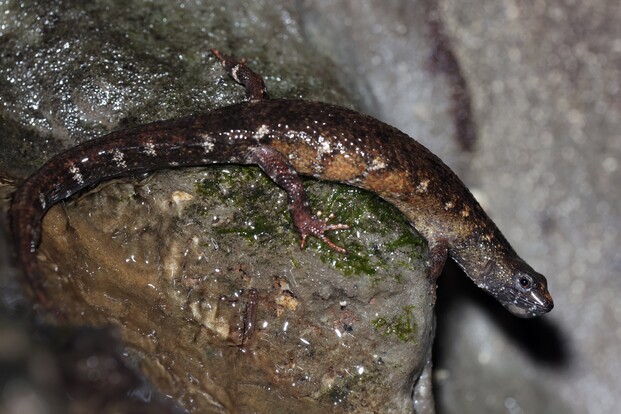 Chinesischer Wasserskink mit schlankem Körper, glatter Haut und kurzen Beinen auf einem nassen Felsen.