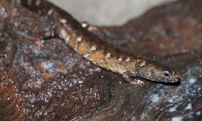 chin_wasserskink_3