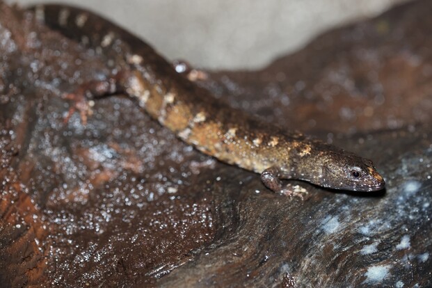 Chinesischer Wasserskink mit bräunlicher, gefleckter Haut auf feuchtem Stein liegend.