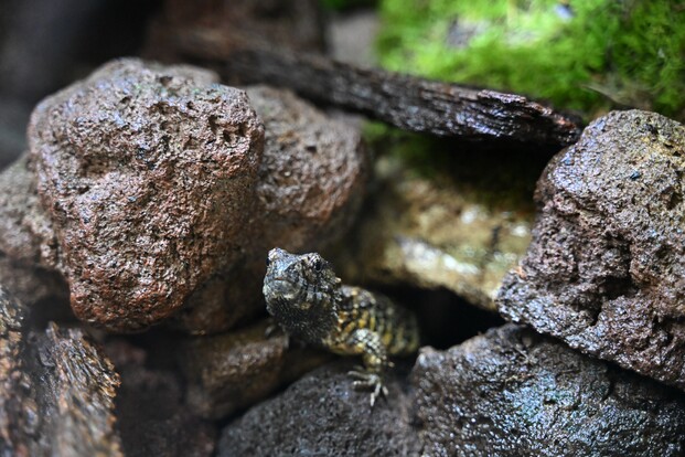 Krokodilschwanzechse mit rauer, gemusterter Haut auf dunklem Gestein und Blättern im Terrarium.