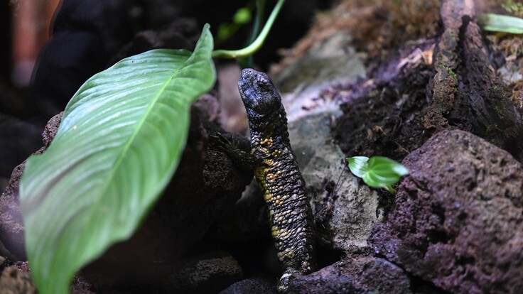 Krokodilschwanzechse mit rauer, gemusterter Haut auf dunklem Gestein und Blättern im Terrarium.