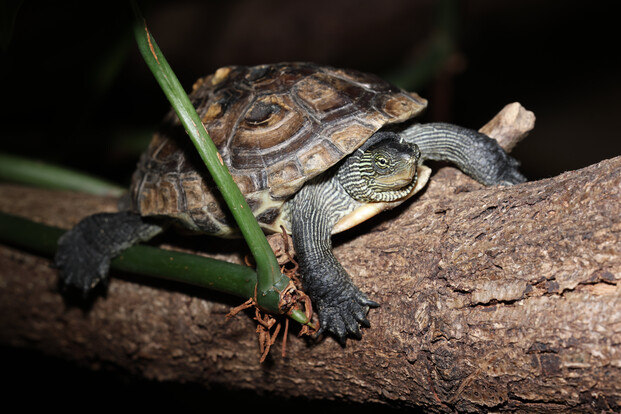 Chinesische Streifenschildkröte mit auffälligem Streifenmuster auf Kopf und Hals auf einem Baumstamm.
