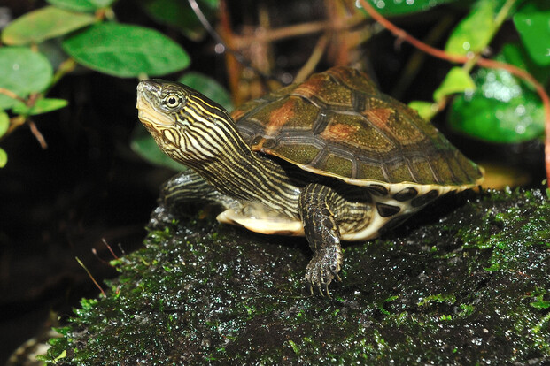Chinesische Streifenschildkröte mit auffälligem Streifenmuster auf Kopf und Hals auf einem moosbedeckten Stein zwischen grünen Blättern.
