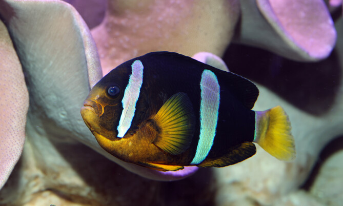amphiprion_clarkii_1