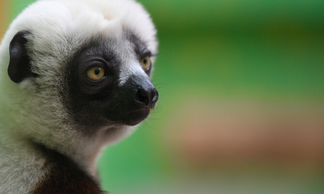 Coquerel Sifaka 1