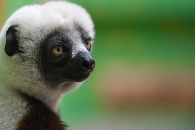 Nahaufnahme eines Coquerel-Sifakas mit dichtem, weißem Fell und dunklem Gesicht, der nach links blickt.