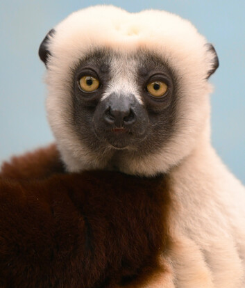 Porträt eines Coquerel-Sifakas mit weißem Fell am Kopf, dunklem Gesicht und großen gelben Augen, Vorderkörper teilweise sichtbar.