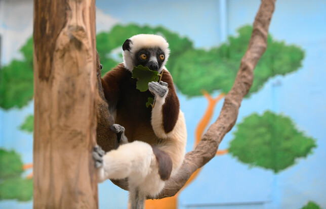 Coquerel-Sifaka mit weißem Fell und braunen Armen sitzt auf einem Ast und frisst grüne Blätter, im Hintergrund eine Wand mit Baum-Malerei.