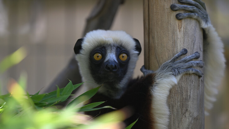 Nahaufnahme eines Coquerel-Sifakas mit dichtem, weißem Fell und dunklem Gesicht, der an einem Bambusstamm hängt