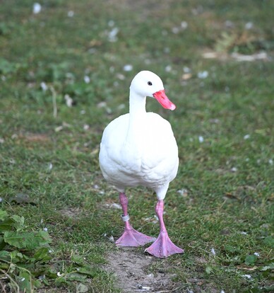 Weißer Coscorobaschwan mit rosa Schnabel und rosa Beinen steht auf grünem Rasen.