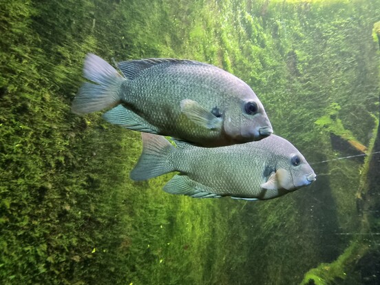 Zwei silbergraue Fische mit ovalem Körperprofil im Aquarium, Schwimmlage nebeneinander vor grün bewachsenem Hintergrund.