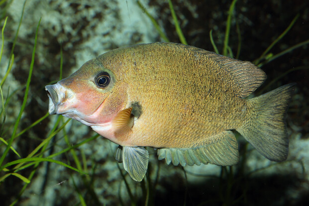 Seitlich sichtbarer Fisch mit rundlichem Körper und kleinen Schuppen mit weit geöffnetem Maul  vor dunklem Hintergrund