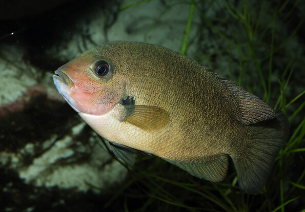 Seitlich sichtbarer Fisch mit rundlichem Körper und kleinen Schuppen vor dunklem Hintergrund