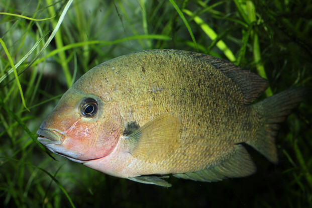 Seitlich sichtbarer Fisch mit rundlichem Körper und kleinen Schuppen vor dunklem grünen Pflanzen
