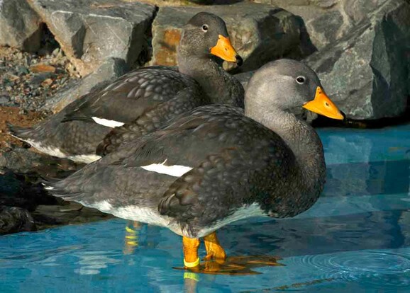 Zwei Dampfschiffenten mit dunklem Gefieder, weißen Flügelflecken und orangen Schnäbeln und Beinen stehen am Rand eines Wasserbeckens vor Steinen.