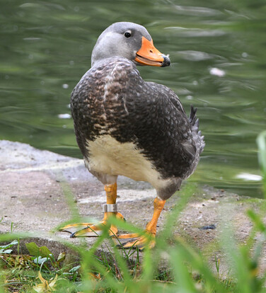 Dampfschiffente mit orangenem Schnabel und dunklem Gefieder steht am Wasserufer und blickt über die Schulter.