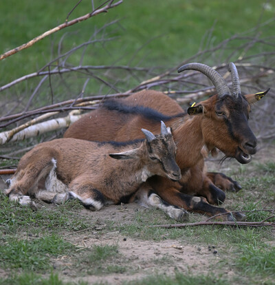 Zwei braune Ziegen mit Hörnern liegen nah beieinander auf einer grünen Wiese.