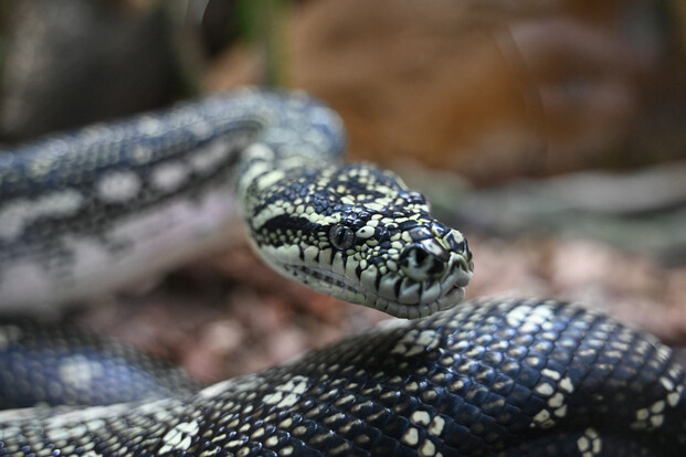 diamantpython (5)
