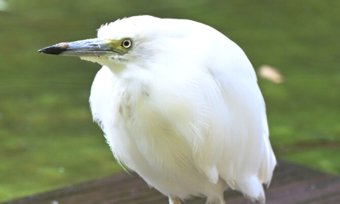 dickschnabelreiher