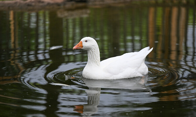Diepholzer Gans