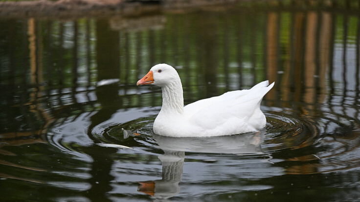Weiße Diepholzer Gans mit orangefarbenem Schnabel schwimmt auf ruhigem Wasser, Spiegelung sichtbar.