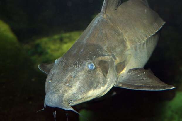 Nahaufnahme eines großen Dornwelses mit langgestrecktem Körper, bartelartigen Fortsätzen am Maul und glatter Haut in dunklem Wasser.