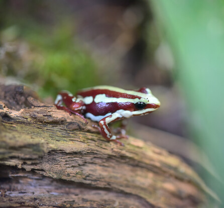 Kleiner Frosch mit drei hellen Längsstreifen auf einem Baumstamm