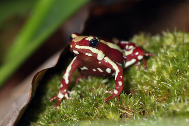 Kleiner rot-grüner Baumsteigerfrosch sitzt auf grünem Moos