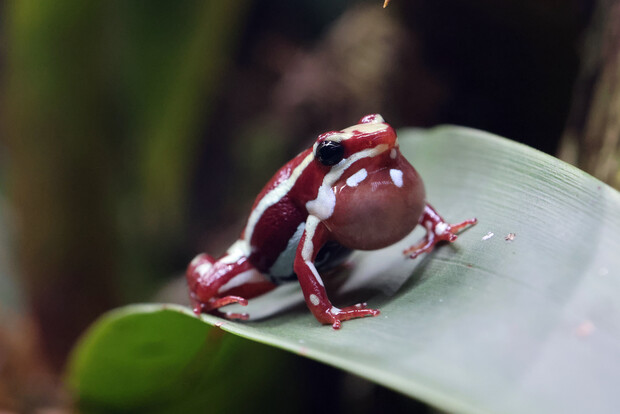 Kleiner rot-weißer Baumsteigerfrosch sitzt auf einem grünen Blatt