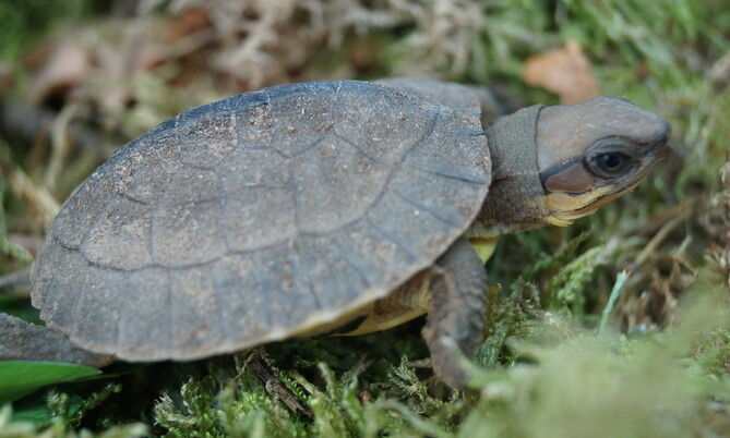 Dreistreifen Scharnierschildkröte