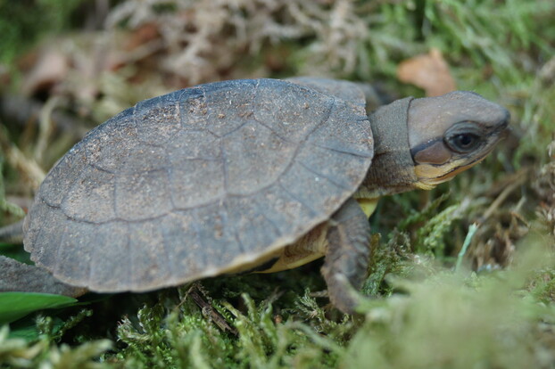 Dreistreifen-Scharnierschildkröte mit gewölbtem braunem Panzer und deutlich abgesetztem Kopf auf moosigem Untergrund.
